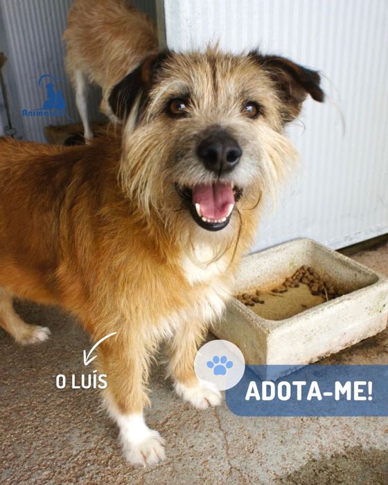 Luis - cao de porte medio