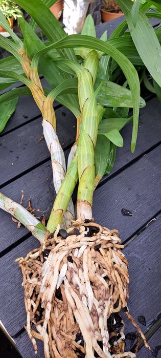 Vendo Orquídea Ansellia africana