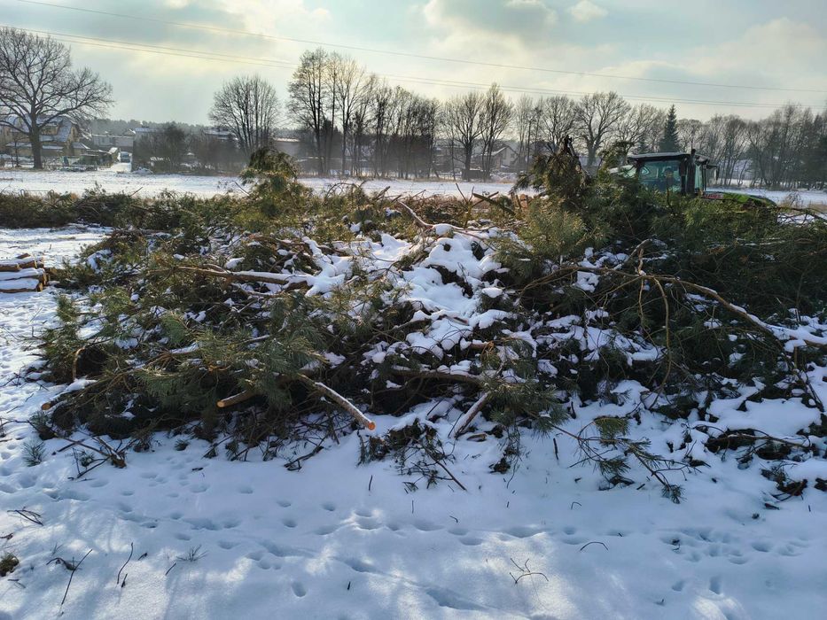 Gałęzie - Sosna, brzoza