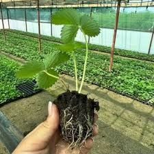 Саженцы клубники (полуниці)