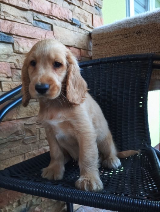 Piękne pieski Cocker spaniel