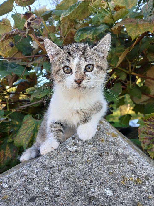 Котики безкоштовно