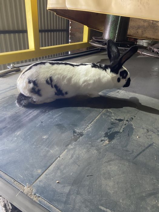 Samica srokacz niemiecki