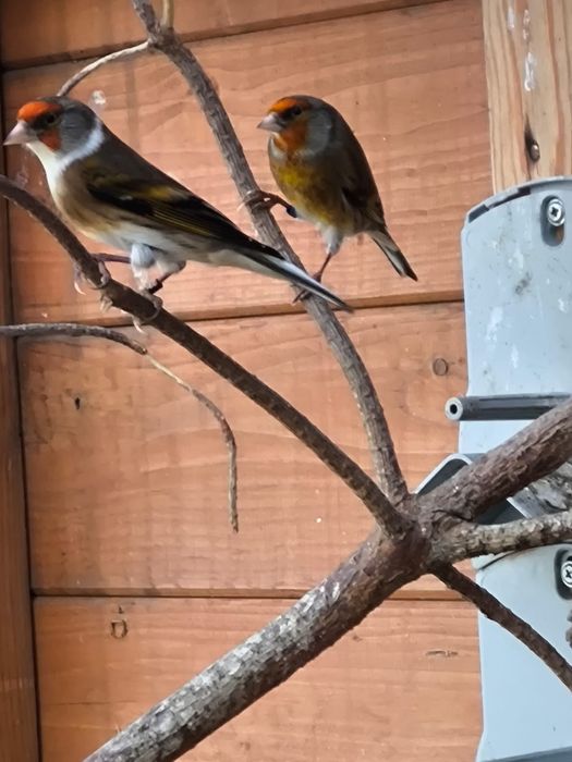 Bastard po Szczygle czyżyku czerwonym