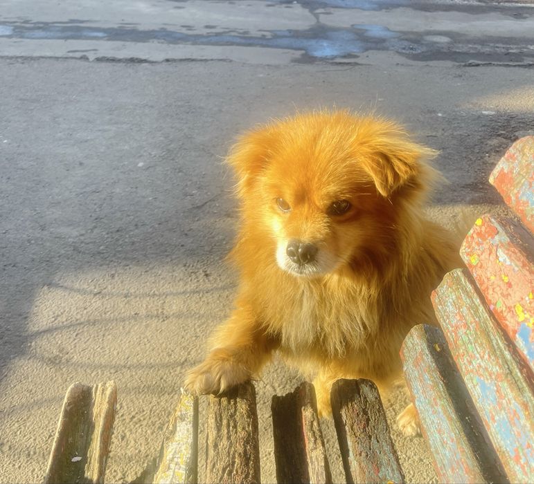 Два песики 1,5 -2 роки