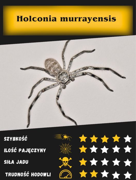 holconia murrayensis pająk właściwy + pudełko