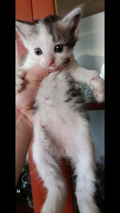 Отдаю в добрые руки котенка девочку