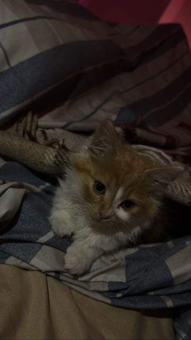 Відаємо котика 1,5 міс , хлопчик , дуже хороший , спокійний , милий )