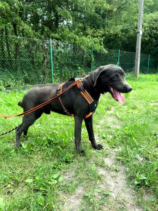 Śliczny psiak do adopcji..oddam za pies za darmo. Adopcja