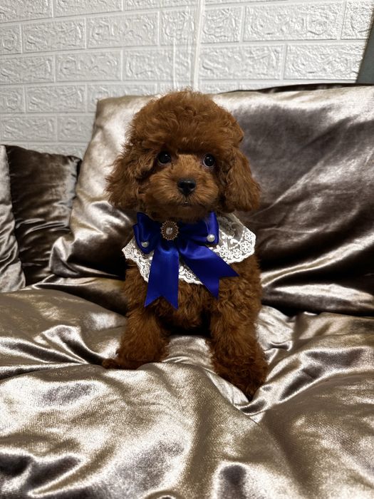 Той пудель хлопчик