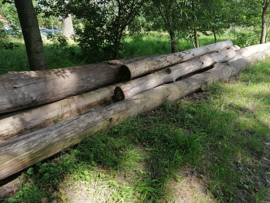 Drzewo topola. Duże ładne drze kowo