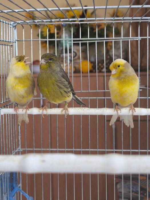 Kanarki GLOSTER samiec i 3 samice