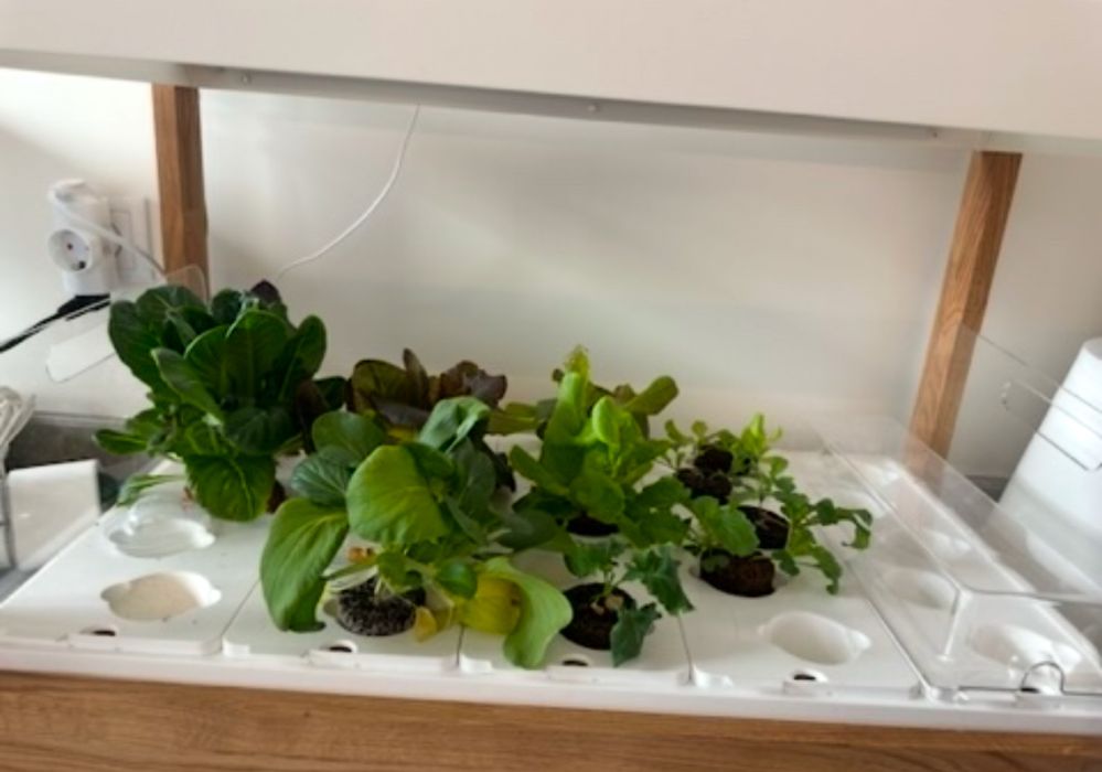 Presente de natal para apaixonados por comida, saude, jardinagem