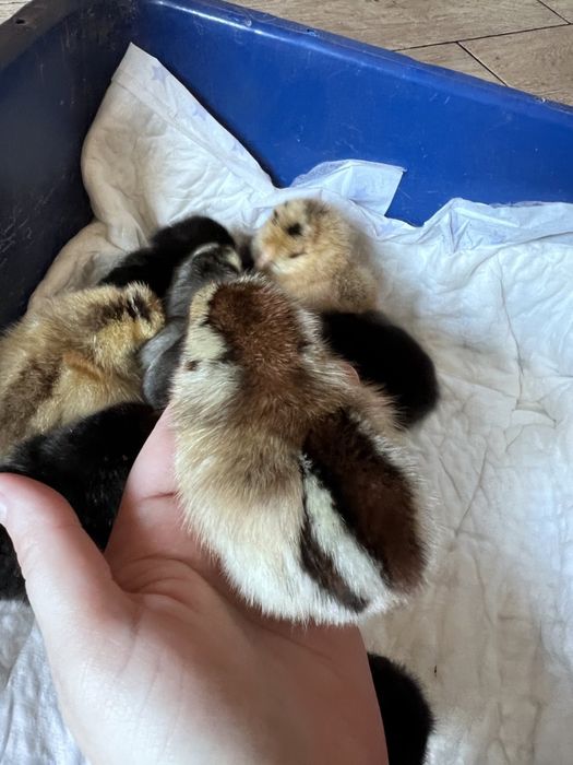 Курчата гарні добові