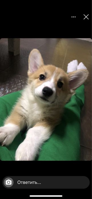 Дівчинка коргі Сильвія