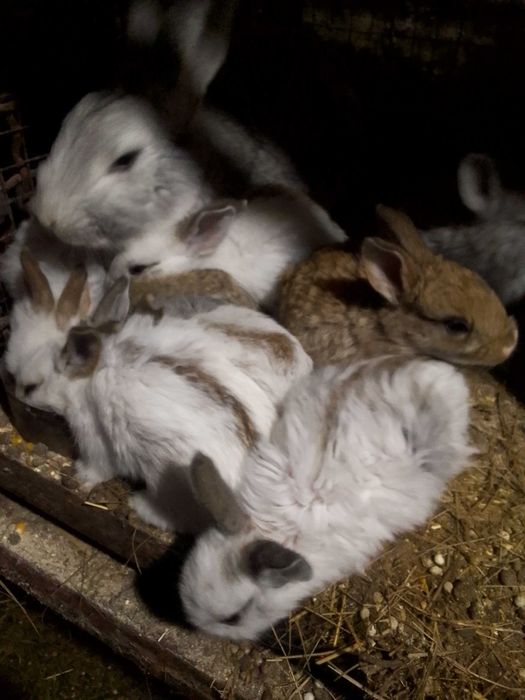 Продам кроликов разных возростов