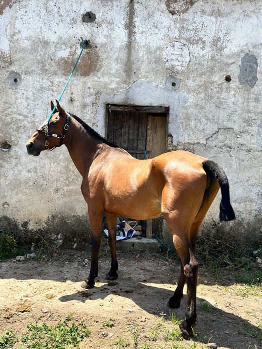 Égua PSL pontuada