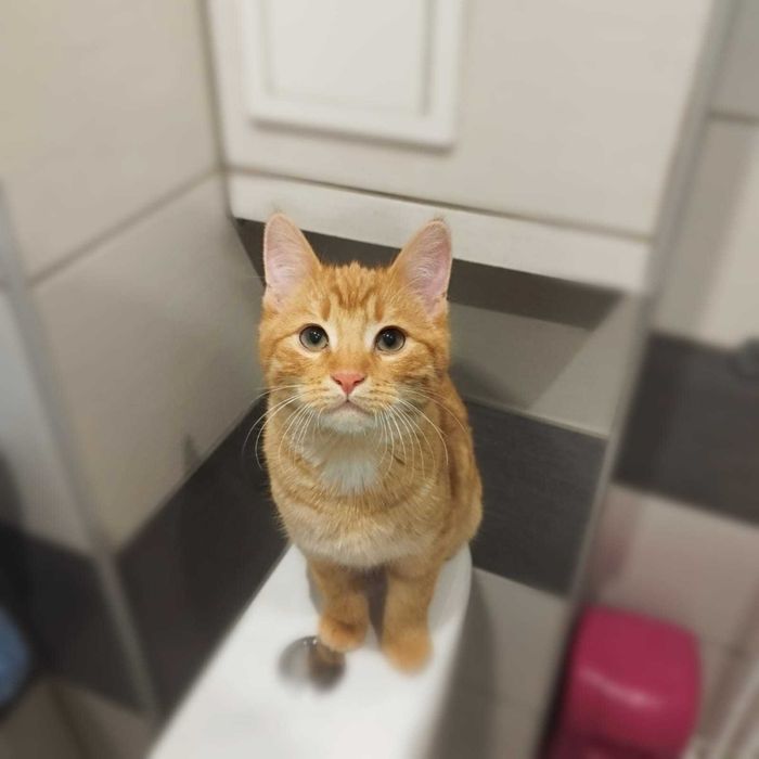 Rudy kocurek i jego mama trikolorka