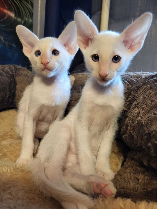 Предлагаем изумительных ориентальных котят.