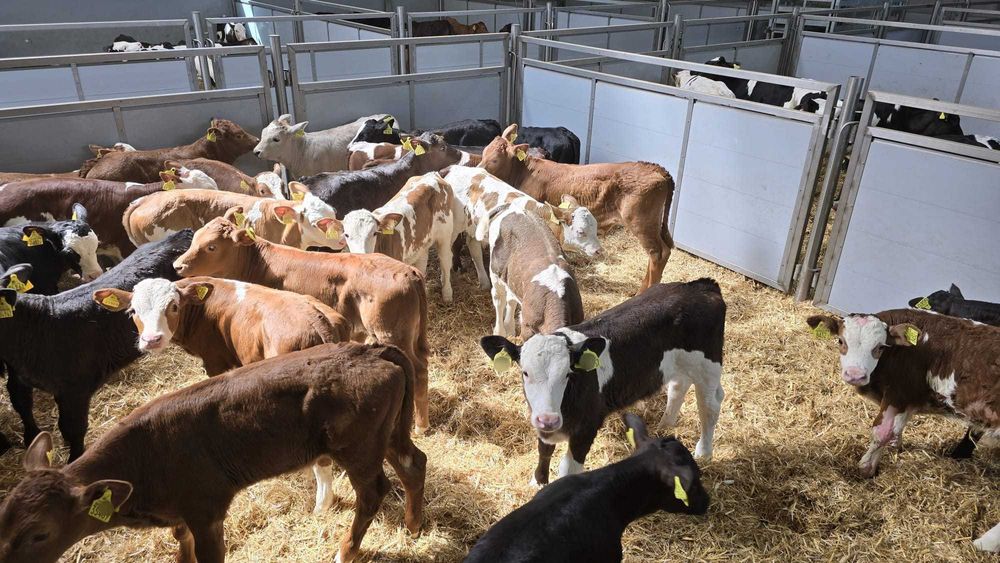 Byczki i jałówki z Polskich Gospodarstw