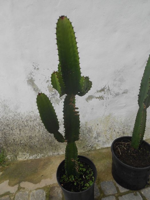 Cactos Candelabro Euphorbia grande 1 metro