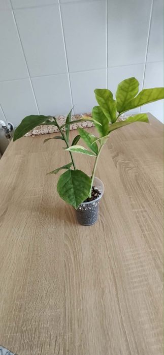 Zamioculcas Wild Form Variegata