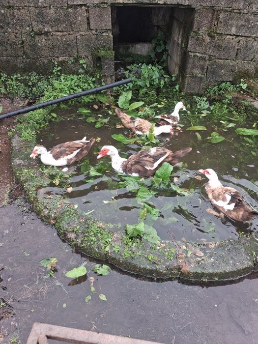 Casal de patos mudos