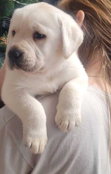 Labrador retriever rodzice pochodzenia FCI