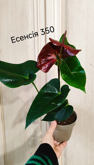 Антуріум Есенсія