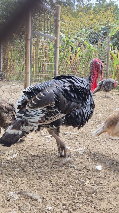Perus para venda