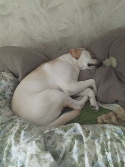 Вязка лабрадор кобель