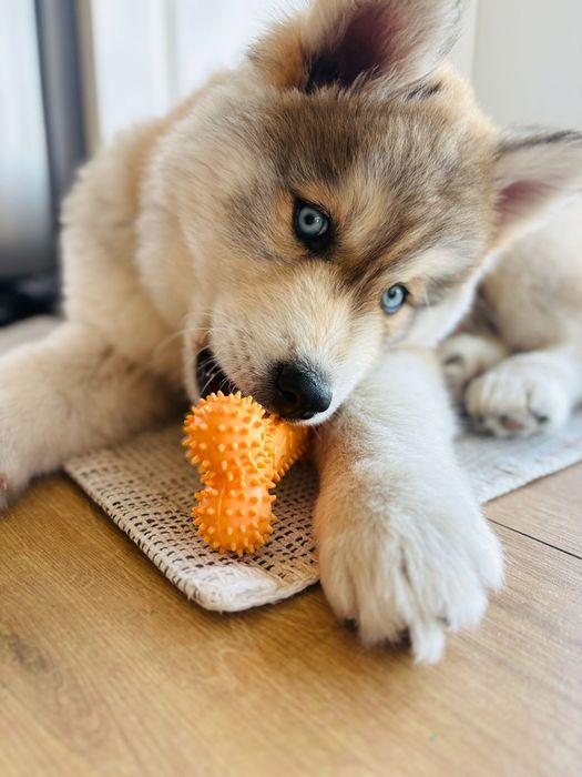 Husky pieski i suczki