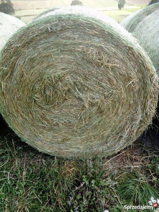 Siano w belach, pogodne