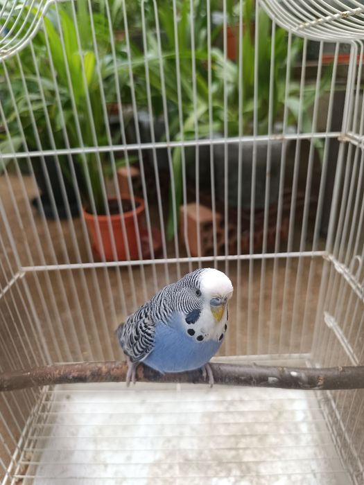 Periquito Antracite DF e SF