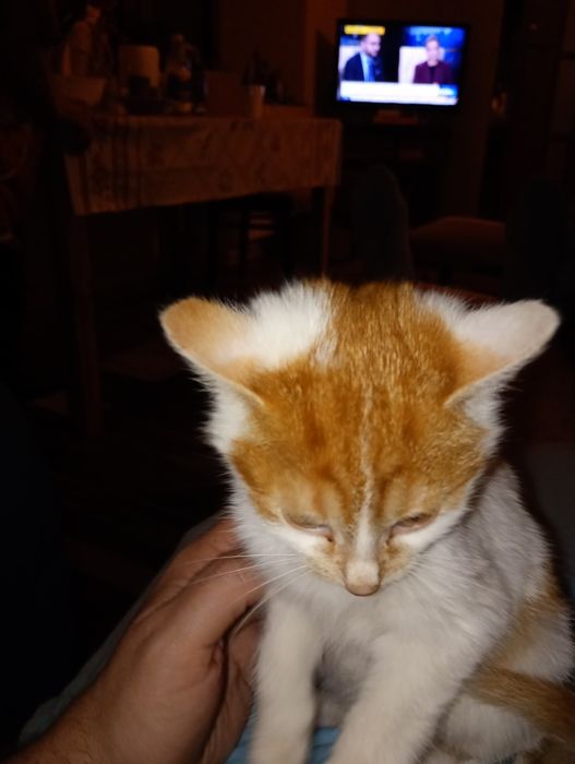 Oddam ładne małe kotki