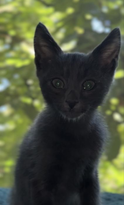 Котик, хлопчик, десь 2-3 місяці