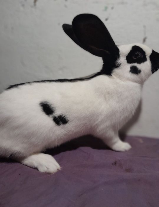 Продам кролики .