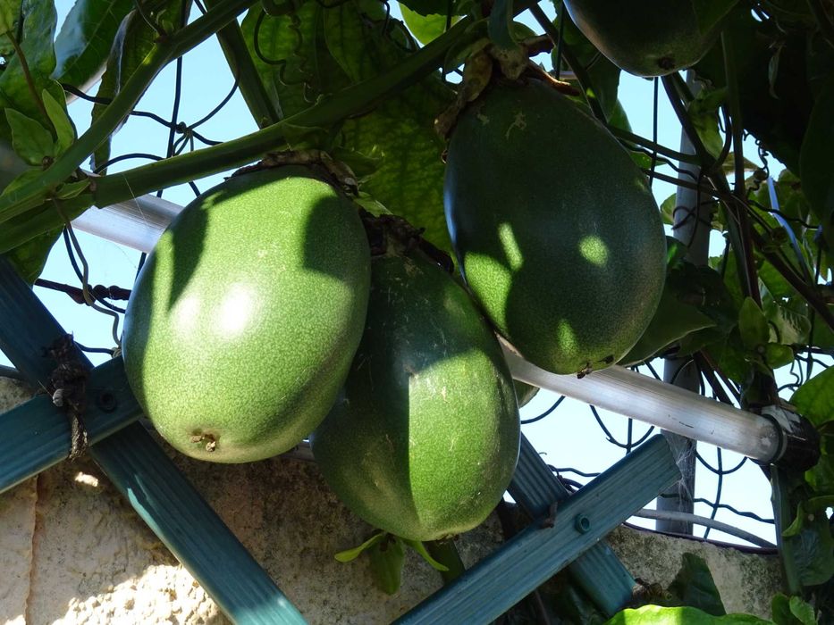 plantas de maracuja  alata amarelo gigante