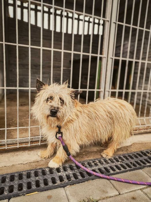 Rafi - do adopcji po śmierci właściciela, nieufny