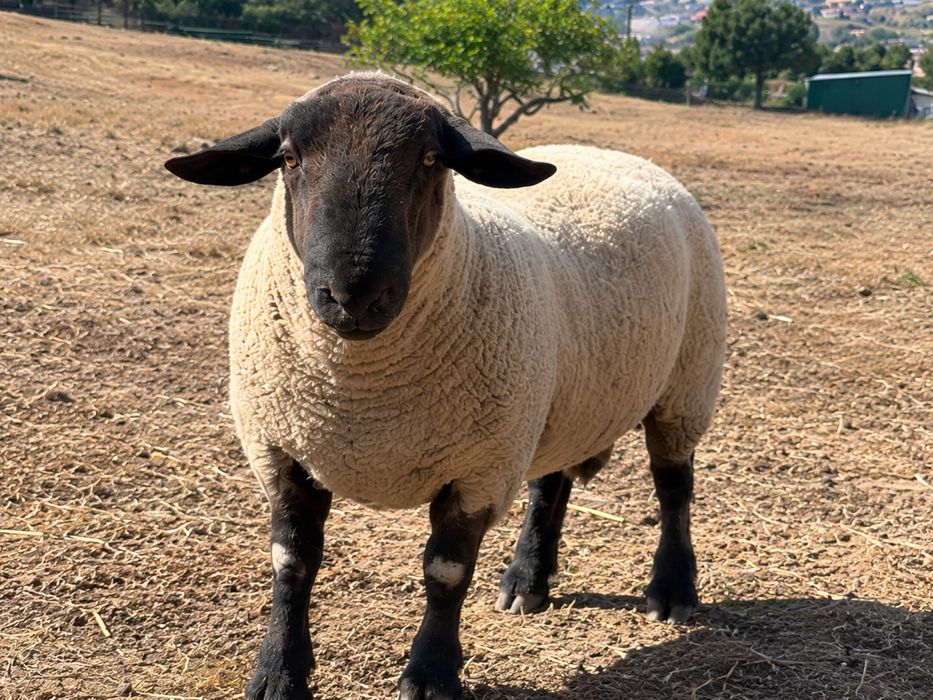 Carneiro Suffolk Puro Macho