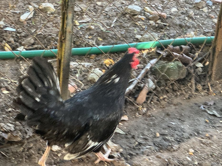 Galo nagasaki para troca