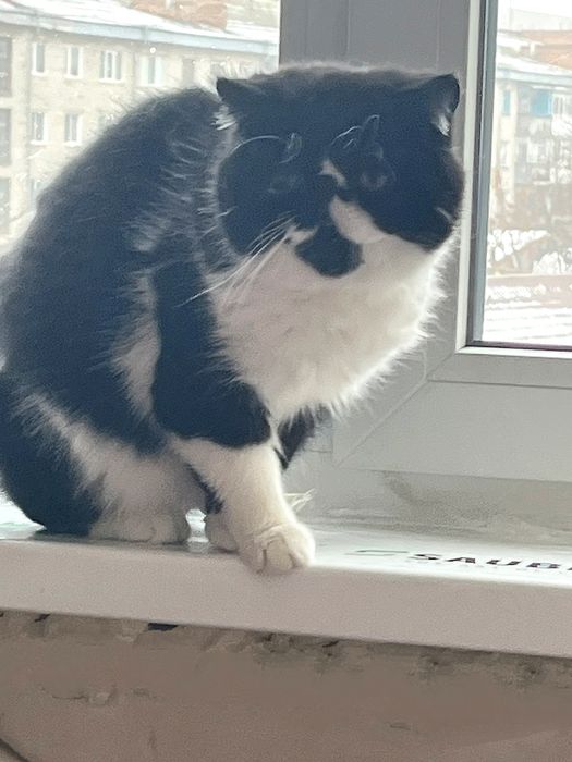 Чорно-біле кохання