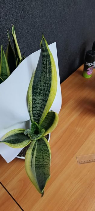 Продам сансевієрію