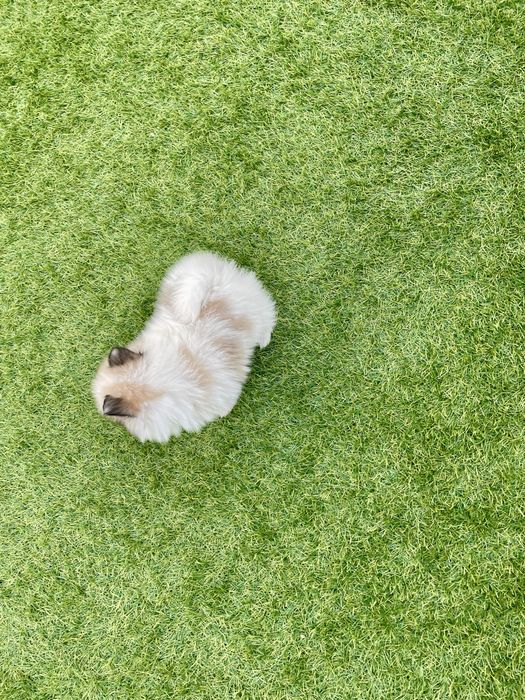 Lulu da Pomerânia Maravilhoso fêmea