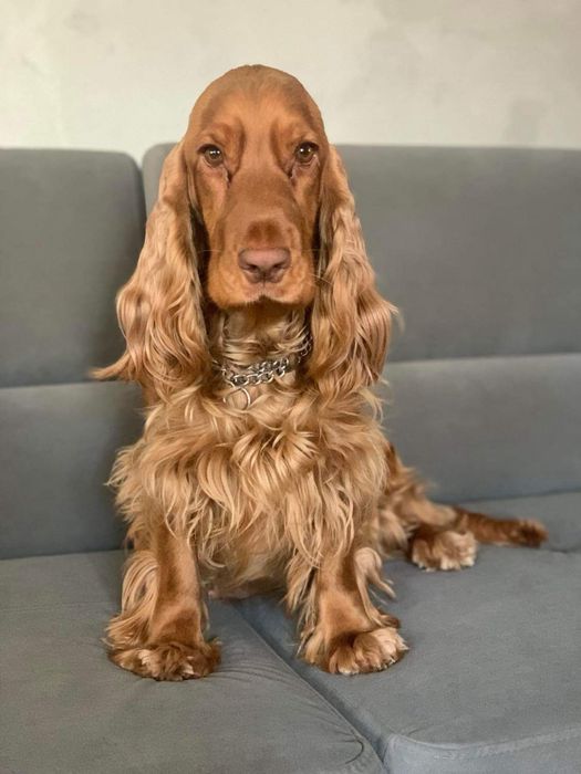 Cocker Spaniel Angielski szczeniaki