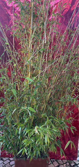 Plantas de exterior diversas
