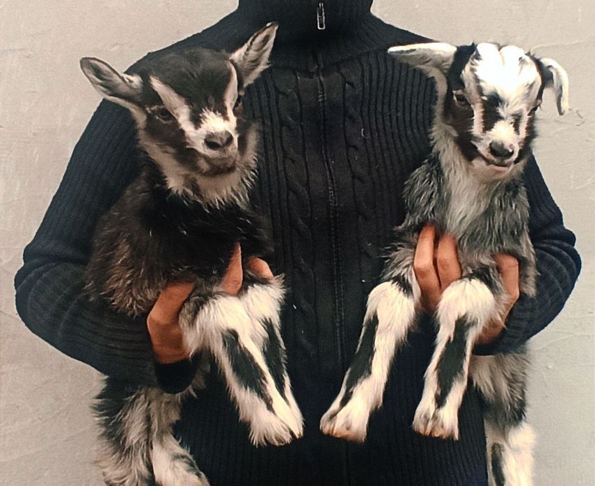 СРОЧНО!!! Продам козлят от молочных коз