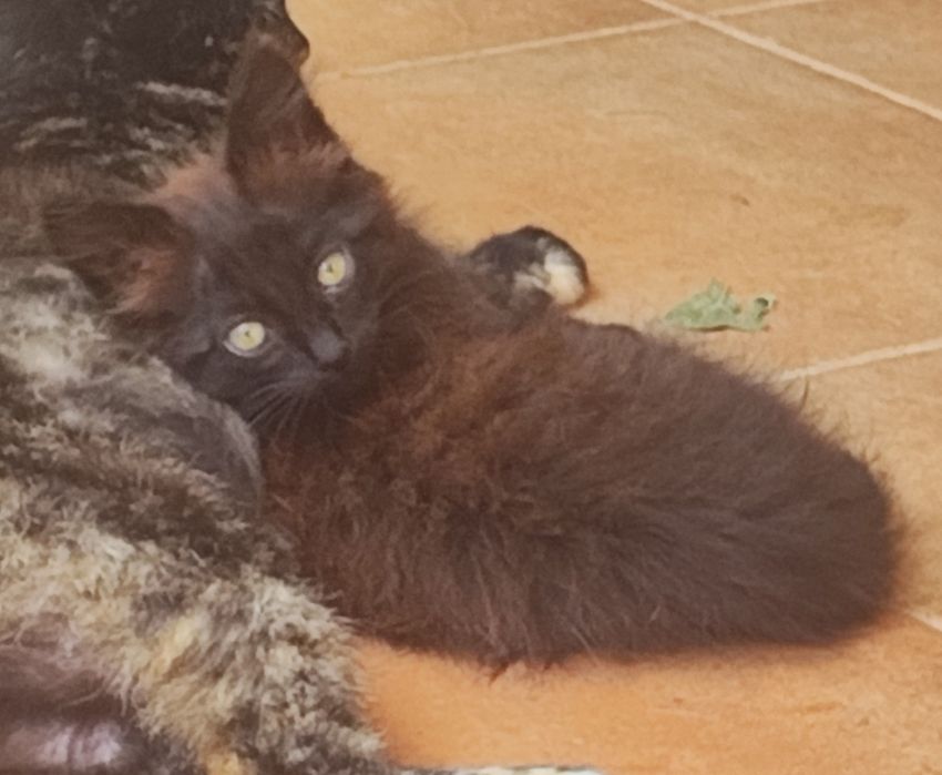 Gato para adoção