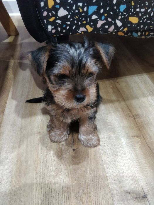 York Shire Terrierrrrr