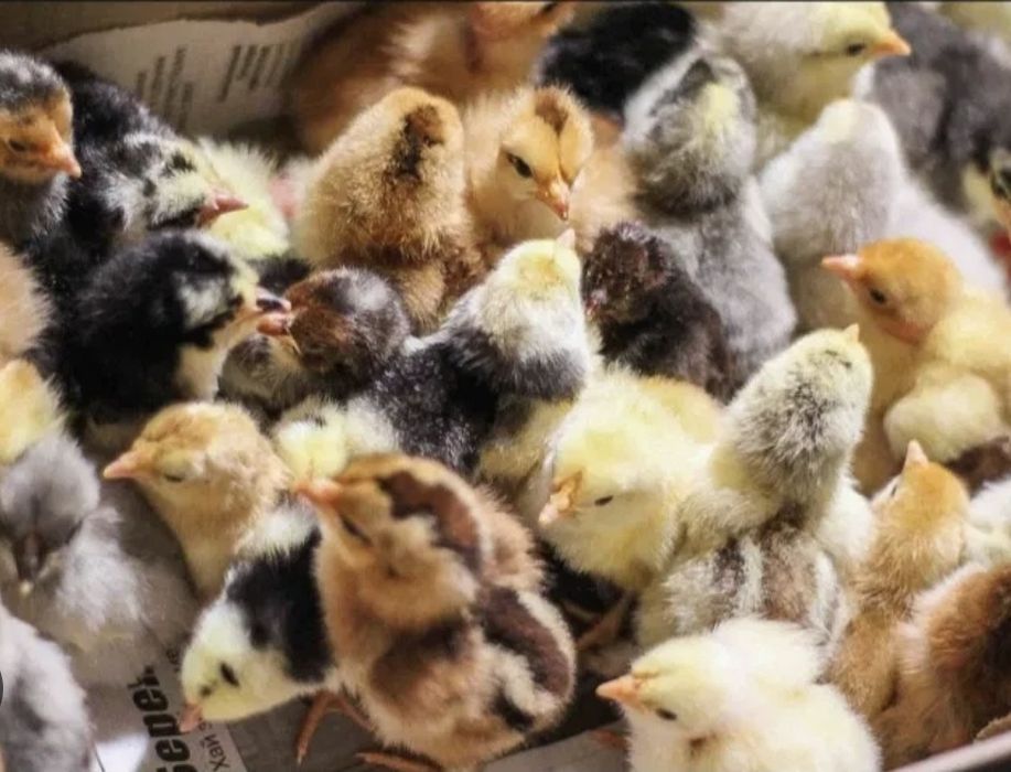 "АСТРА" Продає інкубаційне яйце Домінант,  бройлер,  мясояїчка